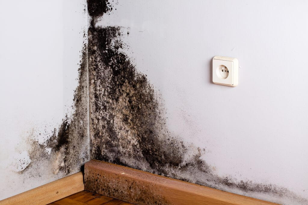 Photo of mold on wall